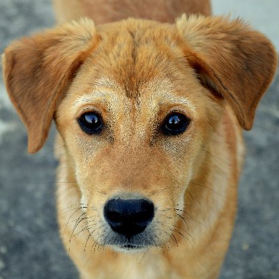 #DogsAreNotProperty Please sign this NEW UK #Petition to protect dogs & their guardians 🢃
https://t.co/1fh6HOAxdR