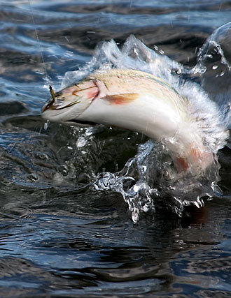 UkTroutFishing's profile picture. Let us know where your fishing and what with. Send us your pictures with your catch.If you run a fishery post your details and prices cheers. TIGHT LINES!!!