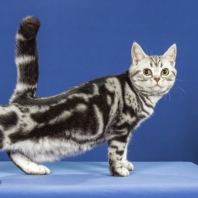 De la justice (trop), de la police (un peu) et des chats (pas assez)