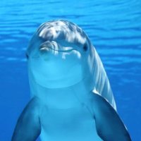 Eggydolphin (@eggydolphin) 's Twitter Profile