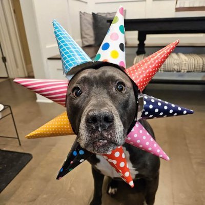 angrydogdev's profile picture. Rustacean. Systems engineer @ startup nobody’s heard of. Ex-embedded, now obsessed with WebAssembly. Always angry, always compiling. Opinions are my own, rants