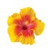 รจirinn แฐ.แ (@erireadss) Twitter profile photo รจirinn แฐ.แ (@erireadss) Twitter profile photo