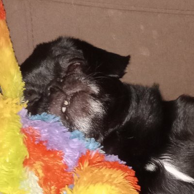 PVeldman1987's profile picture. Afrikaner