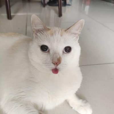 zuzucookiedough's profile picture. hejoo