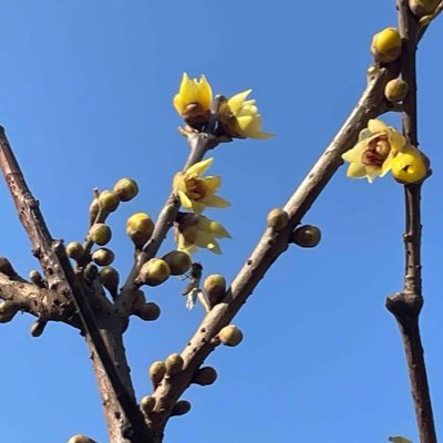 sparrow_return's profile picture. 