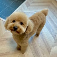 むちこ🏠i-smart (@h_nass920) Twitter profile photo