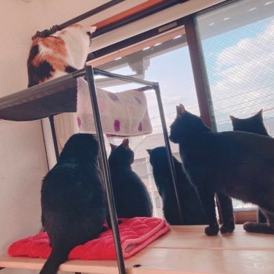 mof_u3u_s2's profile picture. 稲荷＆月巫(♀三毛♡2021.4月29日4歳) 神楽(♀黒♡2021.6月17日4歳)翡翠(♂黒♡2022.4月4日15歳 ) zizi＆LaLa(♂黒♡2022.12月1日 2歳)*⑅6兄妹の成長と保護っ子たちとの日々の記録⑅*(20匹)無理のない範囲でTNR＆TNTAやってますꕤ︎︎·͜·