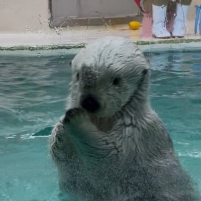 ラッコ垢作っちゃいました/ラッコ、動物、水族館 、写真を気ままにあげます/2025年ミラーレス一眼デビュー/ラッコをみつけると無言フォローしちゃいます/誤字脱字多発/画像無断転載禁止🈲