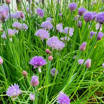 PiedPiper2012's profile picture. 20+year foodscaper. Passionate about growing and preserving my own food in a place that is bountiful and beautiful.