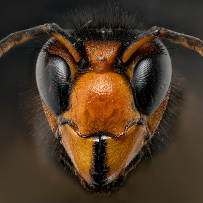 R_Campos748's profile picture. Detesto injustiça! Detesto hipocrisia! Detesto falsos moralistas!