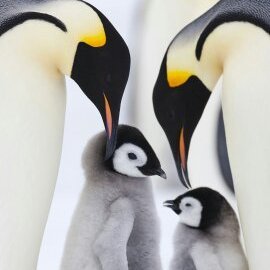 Fa8N0D5RO326534's profile picture. FX（外国為替証拠金取引）トレーダーです。