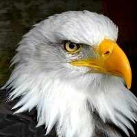 MAGA (@nano_r34) 's Twitter Profile Photo