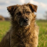 MangyDog (@mangy_dog) 's Twitter Profile
