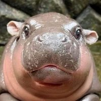 Crypto.Star (@cryptostar33126) 's Twitter Profile