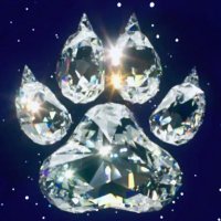 Andrew (@drdiamondpaws22) 's Twitter Profile Photo Andrew (@drdiamondpaws22) 's Twitter Profile Photo