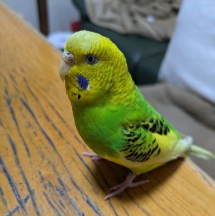 waikori5's profile picture. 