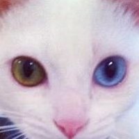 🐈うちの猫family🌈フォロバ100🐈⬛ (@y1001001001) 's Twitter Profile
