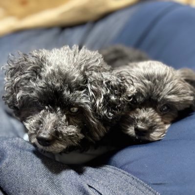 ワン達大好きワン🐶3達と暮らしてます、保護犬もいるよ、未来の子供達の為に日本🇯🇵を守りたい。日本を豊かに強く🇯🇵日本保守党党員150350 、まさる部1552。無言フォロー失礼します🙏よろしくお願い致します。