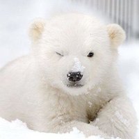 λ°±κ³°π»ββοΈ (@polarbear_nf) 's Twitter Profile