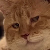 pj-qoo (@pjqoo) Twitter profile photo