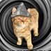 THE CONSCIOUS AWAKENING IS HERE (@shantok) Twitter profile photo THE CONSCIOUS AWAKENING IS HERE (@shantok) Twitter profile photo