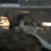 Army of Mods (@armyofmods) 's Twitter Profile