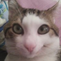 Mutlu (@mutluthehapycat) 's Twitter Profile