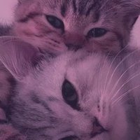 O (@omniamhmed23) 's Twitter Profile