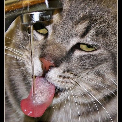 bowman_jos36350's profile picture. 