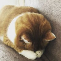 まるねこ (@marubo07) Twitter profile photo