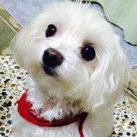 なつめ (@natume_lp) 's Twitter Profile Photo