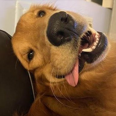 DodderyDog's profile picture. Just a doddery old dog. All about the beer, fishing, gaming and good times!