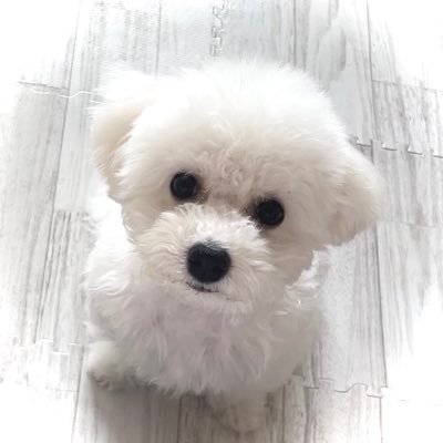 Bichon_marsh's profile picture. 2024.9.3生まれのおとこのこ🐻‍❄️💭