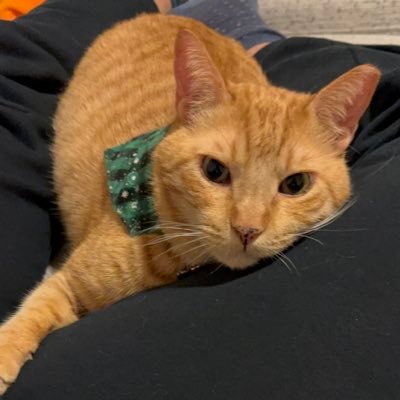 Garfieldtofu's profile picture. 