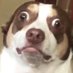 panicdogcto (@dogwitheyesopen) Twitter profile photo panicdogcto (@dogwitheyesopen) Twitter profile photo