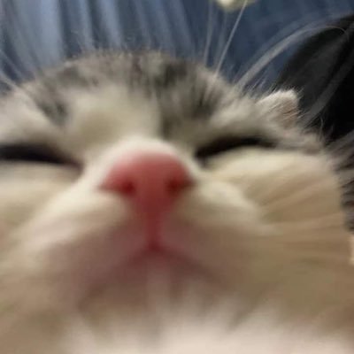 🐈