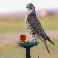 محمد الشعلان (@mohammed200194) 's Twitter Profile