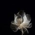 داليا (@dloaai) Twitter profile photo داليا (@dloaai) Twitter profile photo