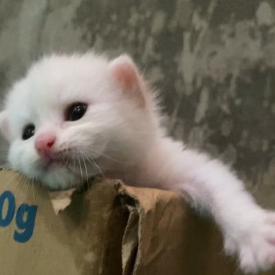 RSeraji48515's profile picture. 