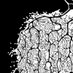 NeuroConvergences (@nconvergences) Twitter profile photo NeuroConvergences (@nconvergences) Twitter profile photo