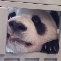 조아 ᰔ (@zoa_bao) 's Twitter Profile Photo