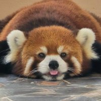ออรออารัย 🎲🦊💖 (@aoroarai) 's Twitter Profile Photo ออรออารัย 🎲🦊💖 (@aoroarai) 's Twitter Profile Photo
