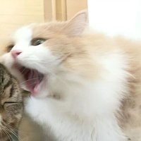 d. (@cocholite) 's Twitter Profile