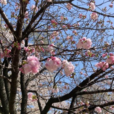 AYAchi---活動休止中さんのプロフィール画像