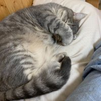 김무생 (@chameleon_kkab) 's Twitter Profile Photo