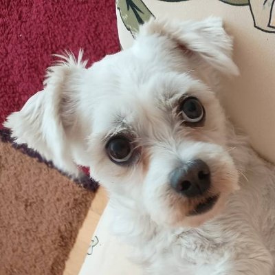 explorer_dan's profile picture. 