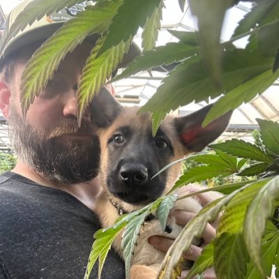 Cannabis Genetics in upstate New York, and correct political views. German Shepherd x Belgian Malinois. Licensed Nursery, White label seed and collabs.