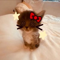 noee11 🎀📿🧞♀️ (@triipleone) 's Twitter Profile
