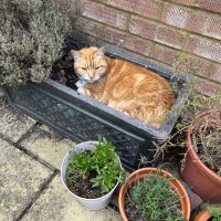 Sally Evelyn Johnson (@mrssallyjohnson) 's Twitter Profile