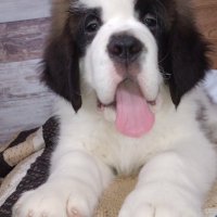 Ace McDuff (@mcdufface) 's Twitter Profile